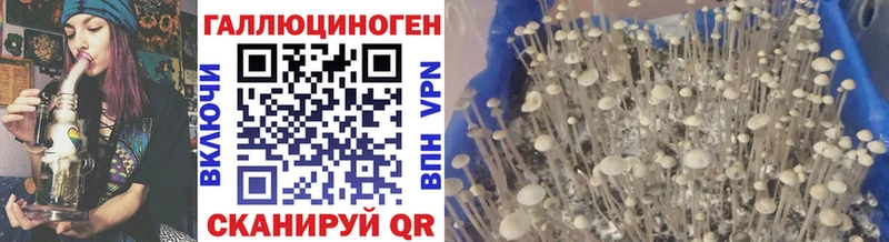 цена   Дятьково  Псилоцибиновые грибы Cubensis 